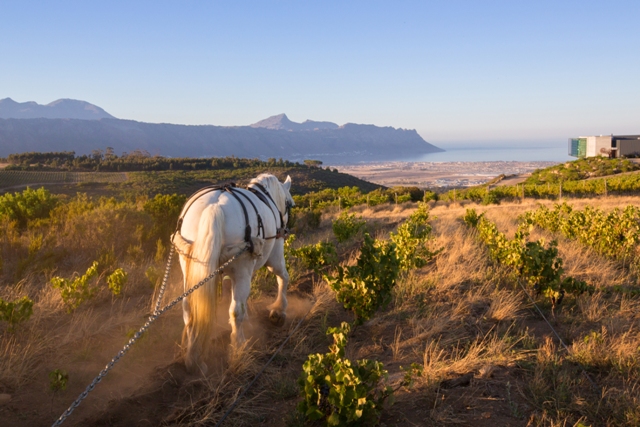 Get Next to Nature with Waterkloof Estate Guided Tours
