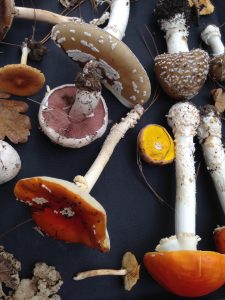 fungi bounty delheim sonia cabano blog eatdrinkcapetown