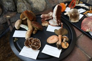 selection 2 wild mushrooms sonia cabano blog eatdrinkcapetown