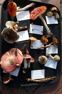 selection wild mushroom delheim sonia cabano blog eatdrinkcapetown