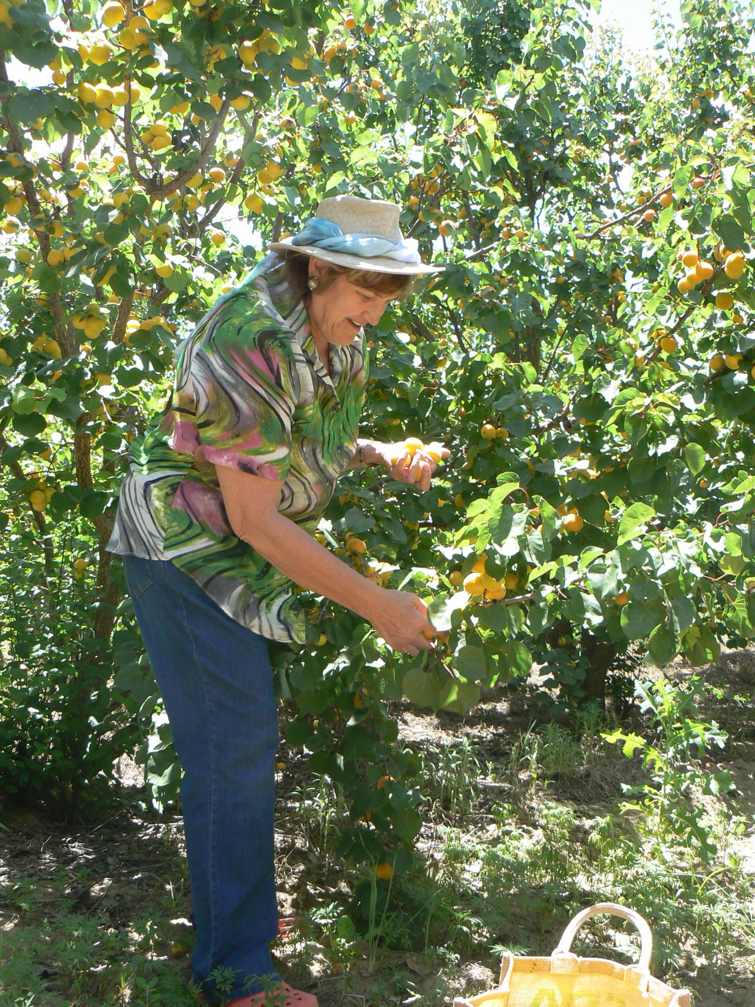 De Krans Apricot picking