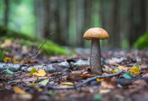 forest fungi delheim sonia cabano blog eatdrinkcapetown