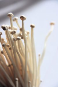 delheim fungi forage sonia cabano blog eatdrinkcapetown
