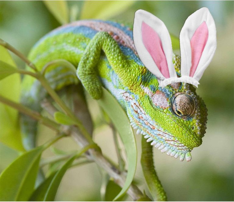 ornamental chameleon jordan easter 2019 sonia cabano blog eatdrinkcapetown