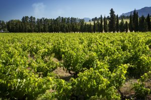 vineyards fmc ken forrester sonia cabano blog eatdrinkcapetown