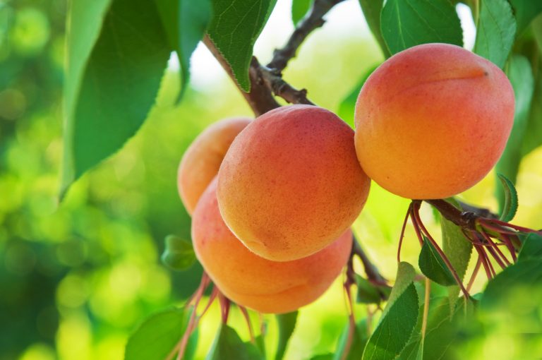 apricots de krans sonia cabano blog eatdrinkcapetown