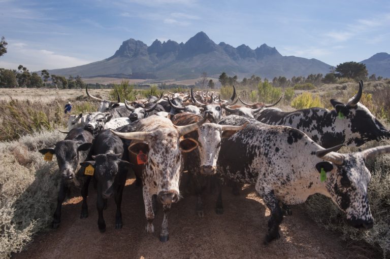 Vergelegen: Great Wine & Beautiful Nguni Cattle